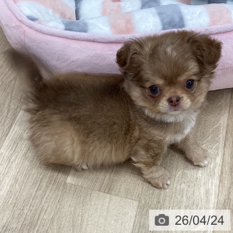 新潟県のチワワ(ロング) (ペットプラス 新潟南店/2026年2月19日生まれ/男の子/チョコレートフォーンホワイト)の子犬の3枚目の画像