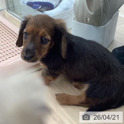 ミニチュア・ダックスフンドの写真