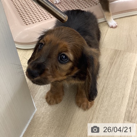 ミニチュア・ダックスフンドの写真