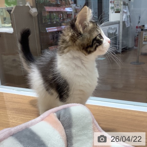 メインクーンの写真