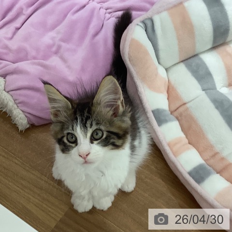 大阪府のメインクーン (ペットプラス りんくう泉南店/2026年2月14日生まれ/男の子/ブラウンタビーホワイト)の子猫の4枚目の画像