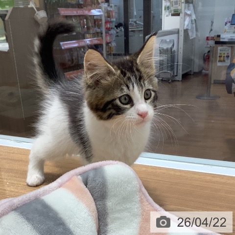 メインクーンの写真