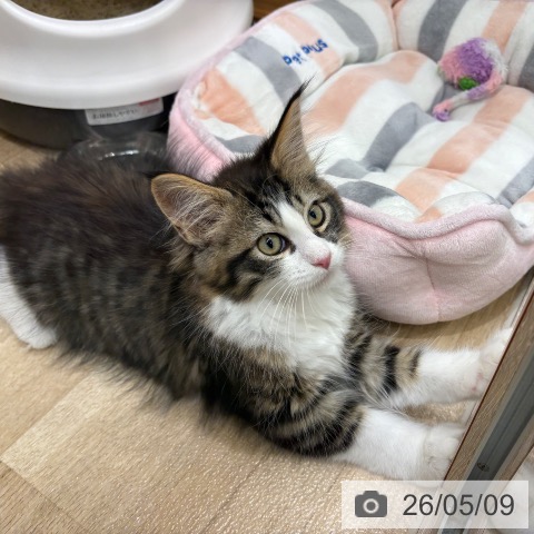 大阪府のメインクーン (ペットプラス イオン大日店/2026年2月14日生まれ/女の子/ブラウンタビーホワイト)の子猫の3枚目の画像
