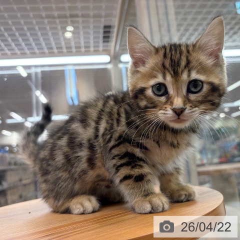 ジェネッタの写真