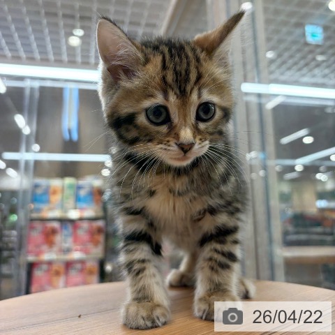 ジェネッタの写真