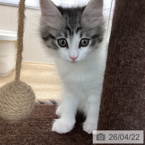 ノルウェージャンフォレストキャットの写真