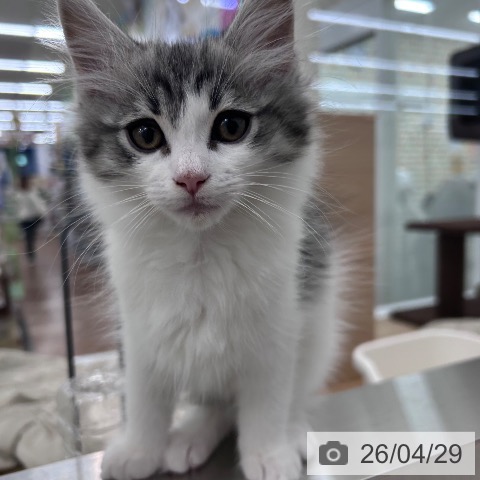 大阪府のノルウェージャンフォレストキャット (ペットプラス 松原店/2026年2月18日生まれ/男の子/シルバータビーホワイト)の子猫の4枚目の画像