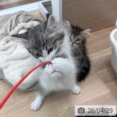 大阪府のノルウェージャンフォレストキャット (ペットプラス 松原店/2026年2月18日生まれ/男の子/シルバータビーホワイト)の子猫の3枚目の画像