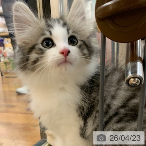 ノルウェージャンフォレストキャットの写真