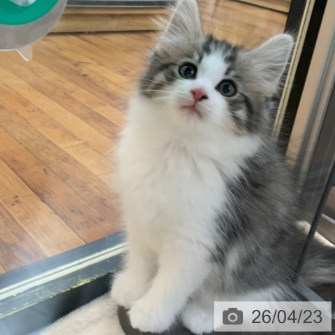 ノルウェージャンフォレストキャットの写真