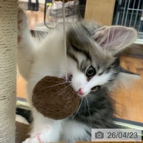 ノルウェージャンフォレストキャットの写真