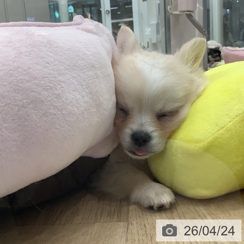 東京都のチワワ(ロング) (ペットプラス 日の出店/2026年2月20日生まれ/男の子/クリームホワイト)の子犬の3枚目の画像