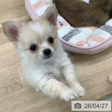 東京都のチワワ(ロング) (ペットプラス 日の出店/2026年2月20日生まれ/男の子/クリームホワイト)の子犬の3枚目の画像