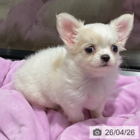 埼玉県のチワワ(ロング) (ペットプラス コクーンシティ店/2026年2月20日生まれ/女の子/ホワイトクリーム)の子犬の4枚目の画像
