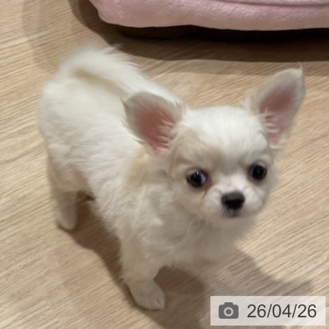 埼玉県のチワワ(ロング) (ペットプラス コクーンシティ店/2026年2月20日生まれ/女の子/ホワイトクリーム)の子犬の3枚目の画像