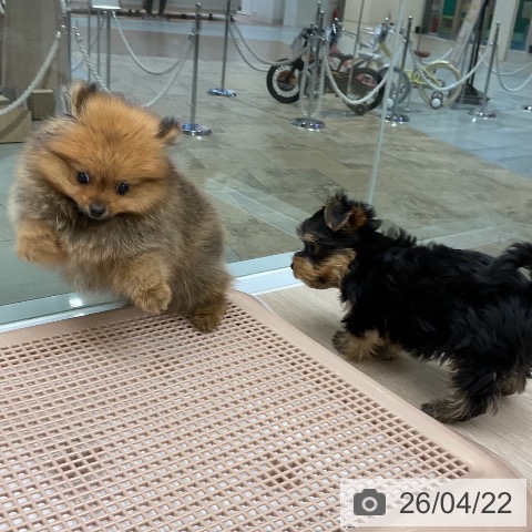 ポメラニアンの写真