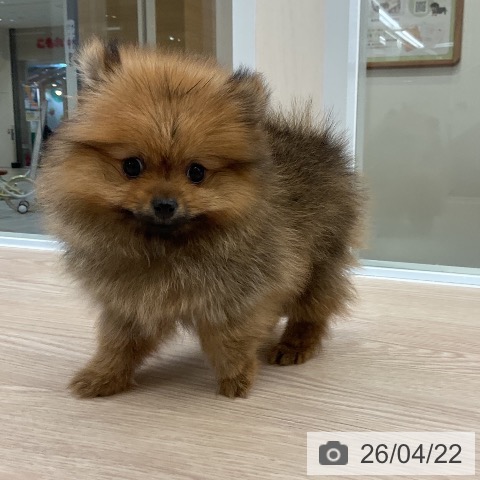 ポメラニアンの写真