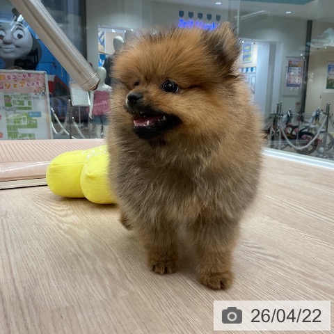 ポメラニアンの写真