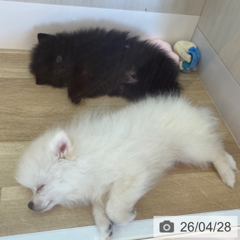 兵庫県のポメラニアン (ペットプラス 姫路大津店/2026年2月16日生まれ/男の子/ブラック)の子犬の4枚目の画像