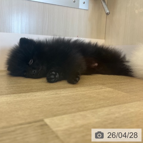 兵庫県のポメラニアン (ペットプラス 姫路大津店/2026年2月16日生まれ/男の子/ブラック)の子犬の3枚目の画像
