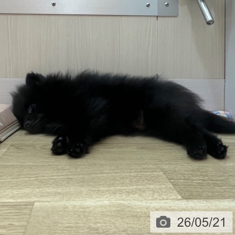 兵庫県のポメラニアン (ペットプラス 姫路大津店/2026年2月16日生まれ/男の子/ブラック)の子犬の3枚目の画像