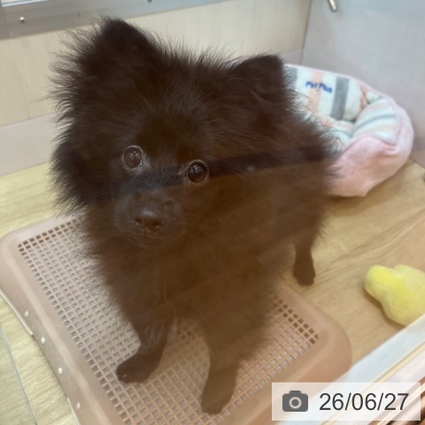 兵庫県のポメラニアン (ペットプラス 姫路大津店/2026年2月16日生まれ/男の子/ブラック)の子犬の3枚目の画像