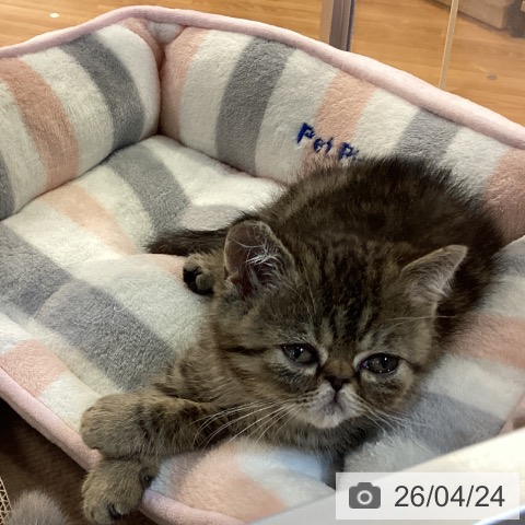 京都府のエキゾチック (ペットプラス イオンモールKYOTO店/2026年2月13日生まれ/女の子/ブラウンマッカレルタビー)の子猫の4枚目の画像