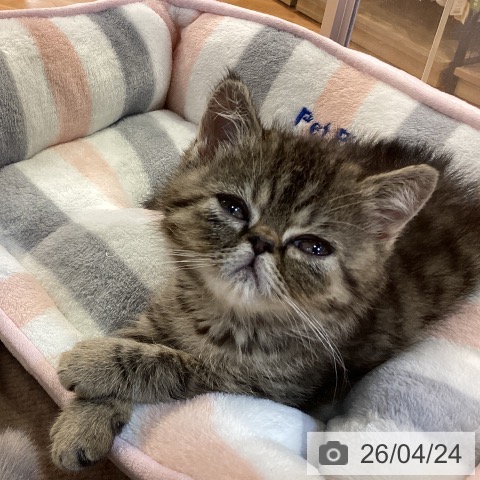 京都府のエキゾチック (ペットプラス イオンモールKYOTO店/2026年2月13日生まれ/女の子/ブラウンマッカレルタビー)の子猫の3枚目の画像