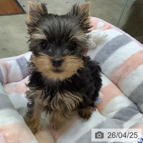 兵庫県のヨークシャーテリア (ペットプラス 明石店/2026年2月8日生まれ/女の子/ダークスチールブルータン)の子犬の4枚目の画像