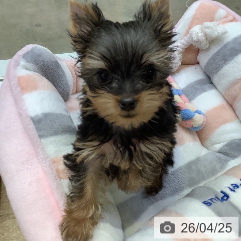 兵庫県のヨークシャーテリア (ペットプラス 明石店/2026年2月8日生まれ/女の子/ダークスチールブルータン)の子犬の3枚目の画像