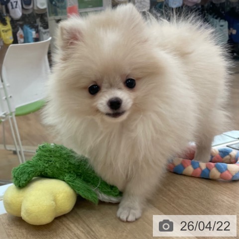 ポメラニアンの写真