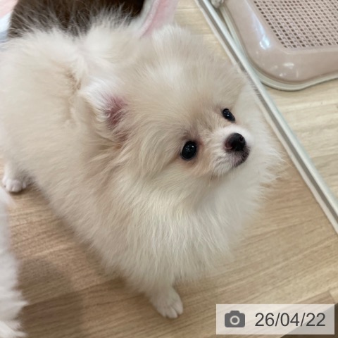 ポメラニアンの写真