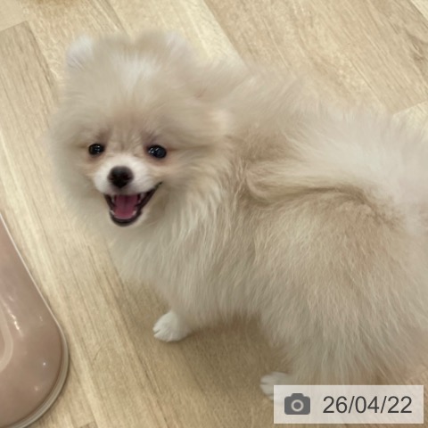 ポメラニアンの写真