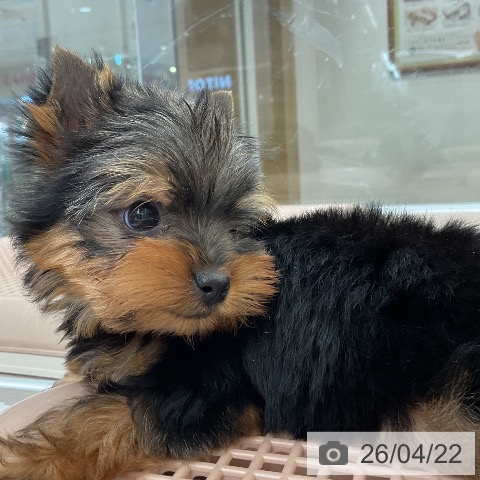 ヨークシャー・テリアの写真