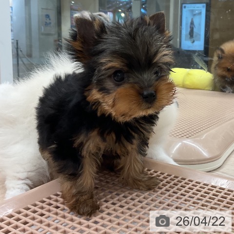 ヨークシャー・テリアの写真