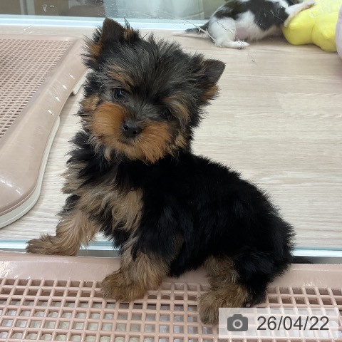 ヨークシャー・テリアの写真