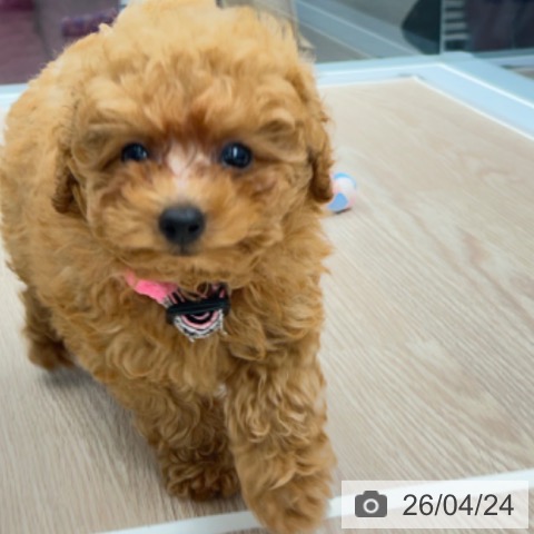 京都府のトイプードル(トイ) (ペットプラス 京都桂川店/2026年2月17日生まれ/女の子/レッドフォーン)の子犬の4枚目の画像