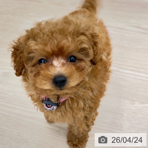 京都府のトイプードル(トイ) (ペットプラス 京都桂川店/2026年2月17日生まれ/女の子/レッドフォーン)の子犬の3枚目の画像