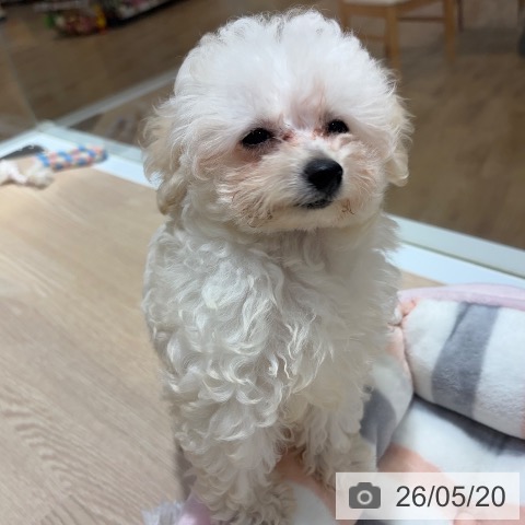 大阪府のトイプードル(トイ) (ペットプラス 堺鉄砲町店/2026年2月17日生まれ/男の子/ペールフォーン)の子犬の4枚目の画像