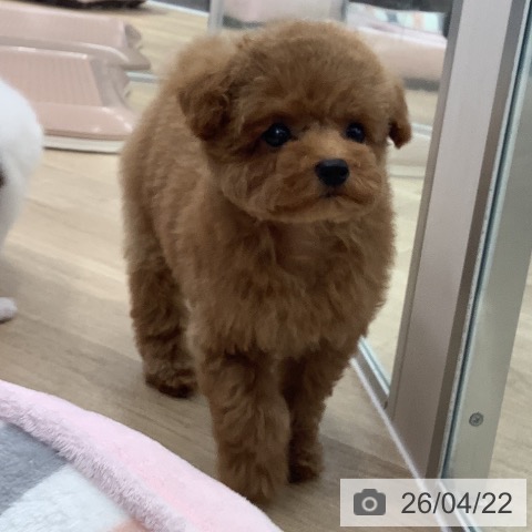 トイ・プードルの写真