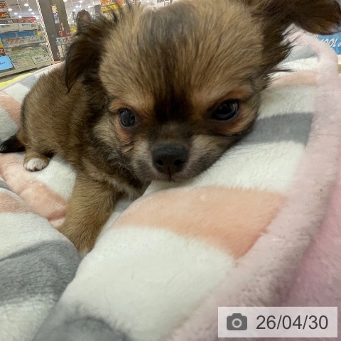 新潟県のチワワ(ロング) (ペットプラス 新潟青山店/2026年2月22日生まれ/男の子/レッドホワイト)の子犬の4枚目の画像