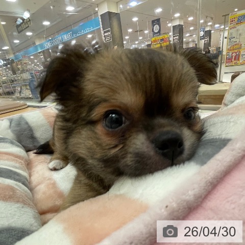 新潟県のチワワ(ロング) (ペットプラス 新潟青山店/2026年2月22日生まれ/男の子/レッドホワイト)の子犬の3枚目の画像