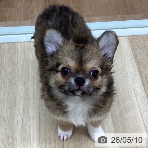 新潟県のチワワ(ロング) (ペットプラス 新潟南店/2026年2月22日生まれ/男の子/レッドホワイト)の子犬の4枚目の画像