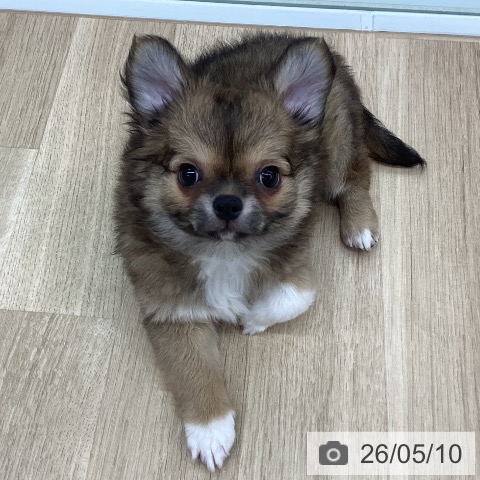 新潟県のチワワ(ロング) (ペットプラス 新潟南店/2026年2月22日生まれ/男の子/レッドホワイト)の子犬の3枚目の画像