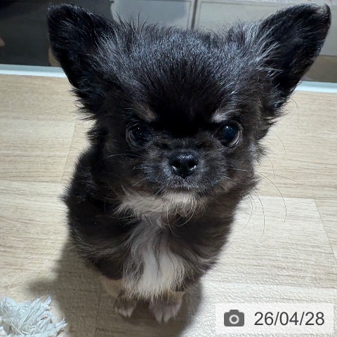 兵庫県のチワワ(ロング) (ペットプラス 神戸三宮店/2026年2月19日生まれ/男の子/ブラックタンホワイト)の子犬の4枚目の画像