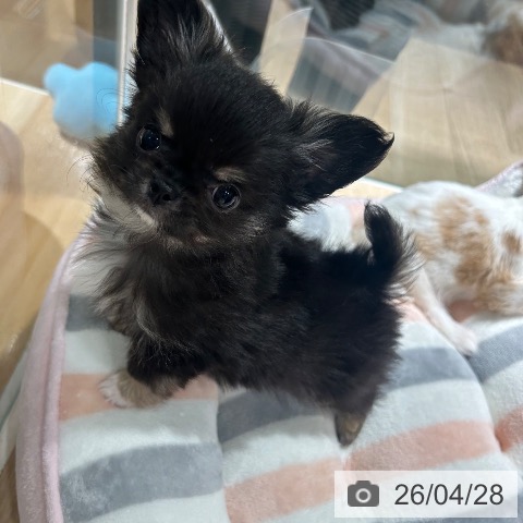 兵庫県のチワワ(ロング) (ペットプラス 神戸三宮店/2026年2月19日生まれ/男の子/ブラックタンホワイト)の子犬の3枚目の画像