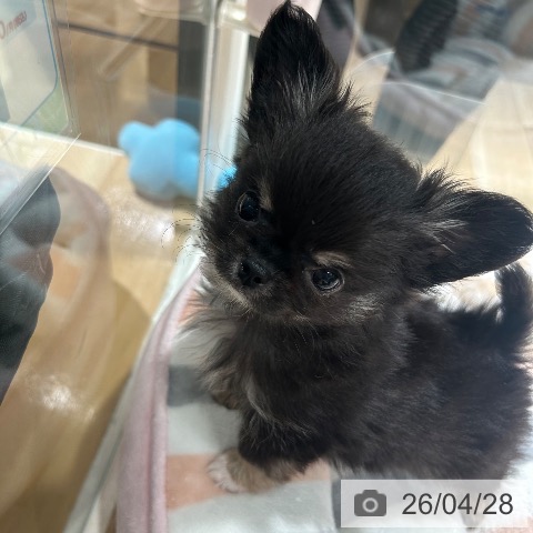 兵庫県のチワワ(ロング) (ペットプラス 神戸三宮店/2026年2月19日生まれ/男の子/ブラックタンホワイト)の子犬の3枚目の画像
