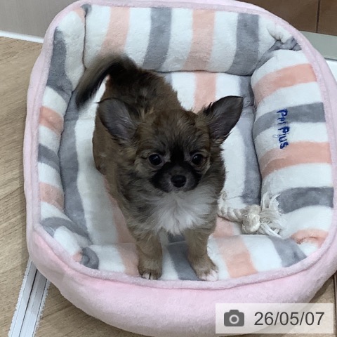 大阪府のチワワ(ロング) (ペットプラス 鶴見店/2026年2月23日生まれ/女の子/フォーン)の子犬の4枚目の画像