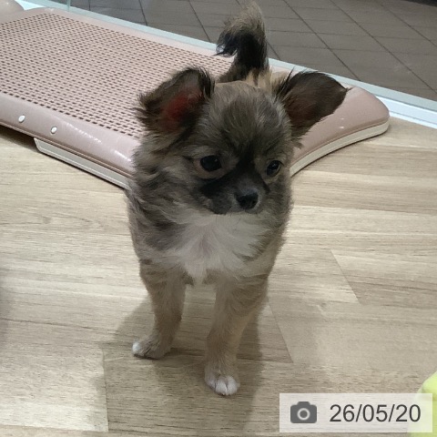 大阪府のチワワ(ロング) (ペットプラス 鶴見店/2026年2月23日生まれ/女の子/フォーン)の子犬の3枚目の画像