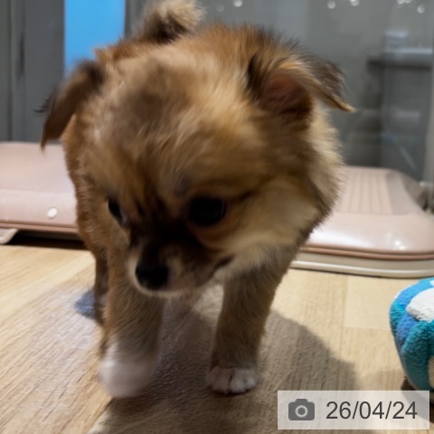 大阪府のチワワ(ロング) (ペットプラス 四條畷店/2026年2月23日生まれ/女の子/レッド)の子犬の4枚目の画像
